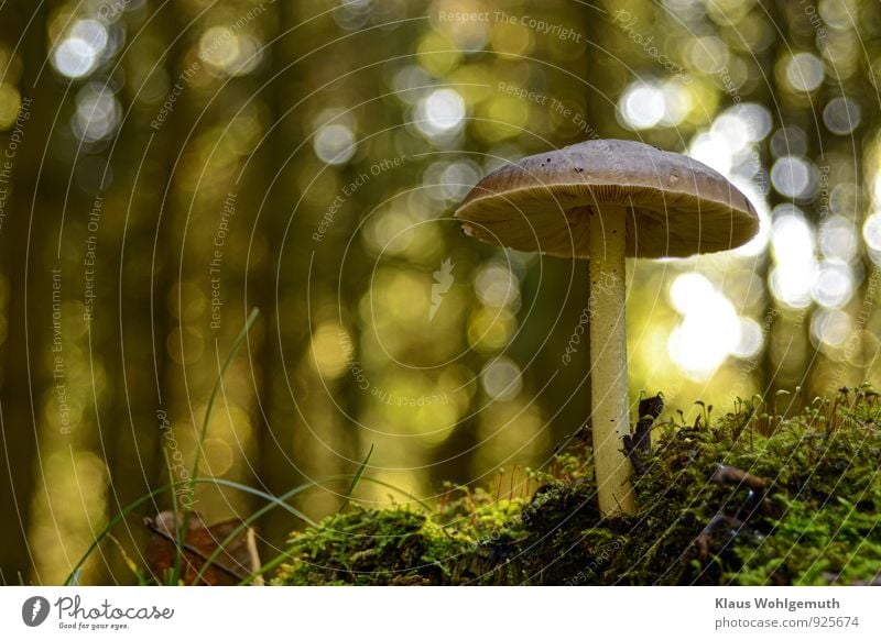 Schirmherr Umwelt Natur Pflanze Herbst Schönes Wetter Baum Moos Wald stehen schön nah braun gelb grün Lamelle Pilz Pilzhut Farbfoto Außenaufnahme Menschenleer