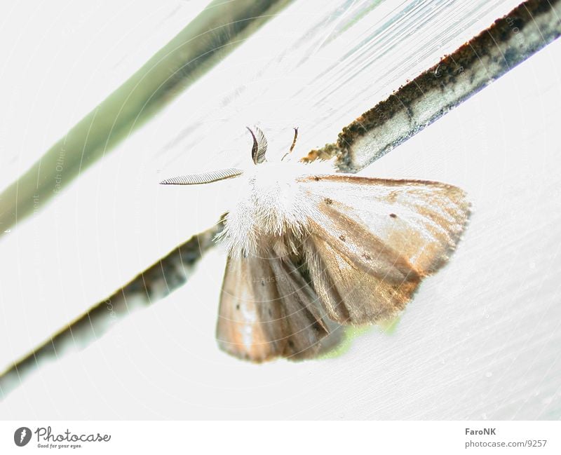 Nachtfalter Schmetterling Tier Insekt Verkehr Motte