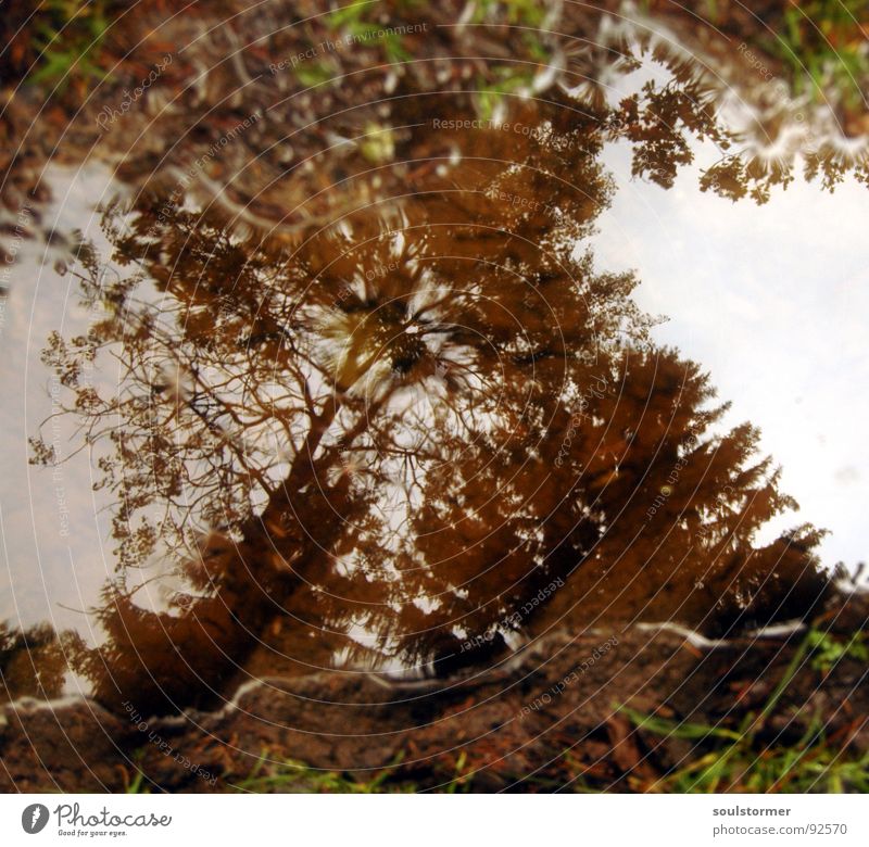 Pfütze... Spuren Wald Baum weiß braun grün Spiegel Reflexion & Spiegelung Regen Gras Schlamm Wolken dunkel nass dreckig Wasser Tracktor Himmel Wassertropfen