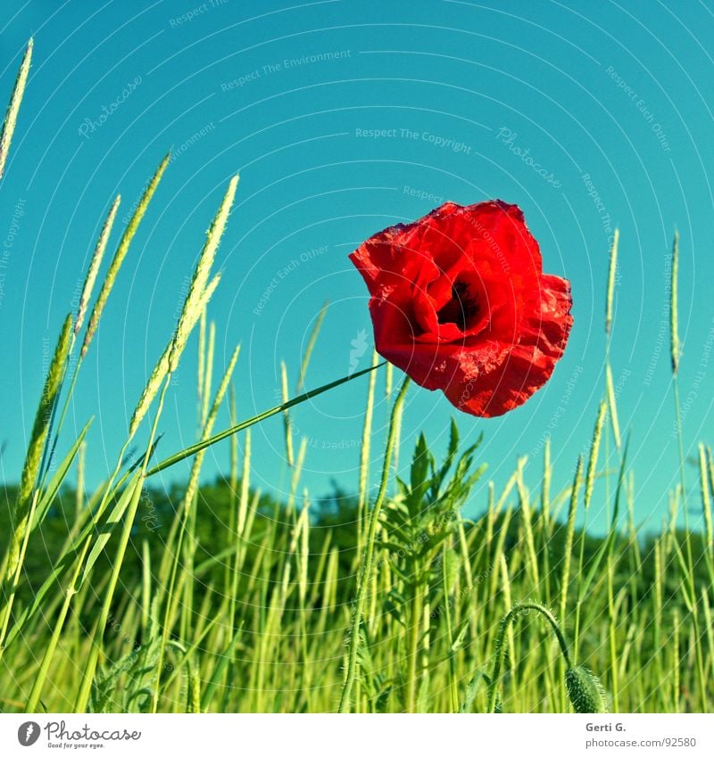 praktisch, quadratisch,*klatsch Blume Blüte Pflanze Klatschmohn Mohn rot Mohnblüte Mohnkapsel Sommer sommerlich Stimmung Blühend Frühling grün Stengel stachelig