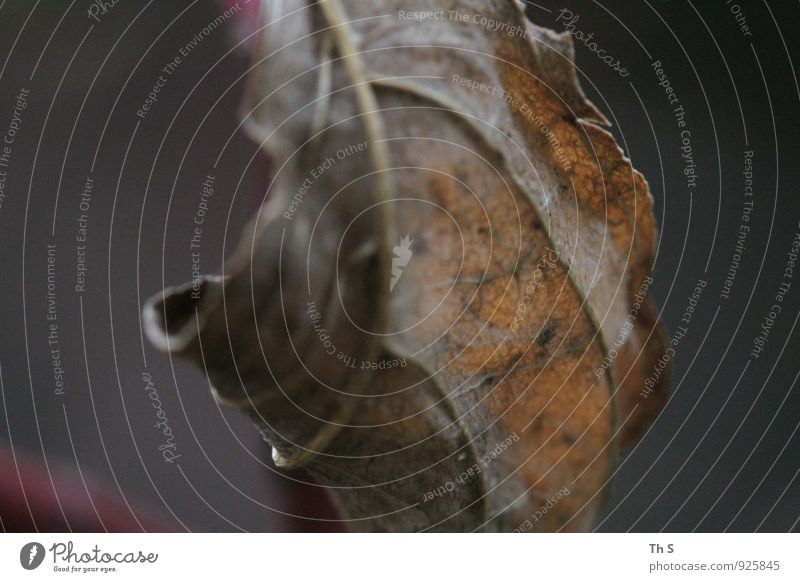 Blatt Natur Pflanze Herbst verblüht ästhetisch authentisch einfach elegant natürlich Gelassenheit einzigartig ruhig Verfall schön Farbfoto Außenaufnahme