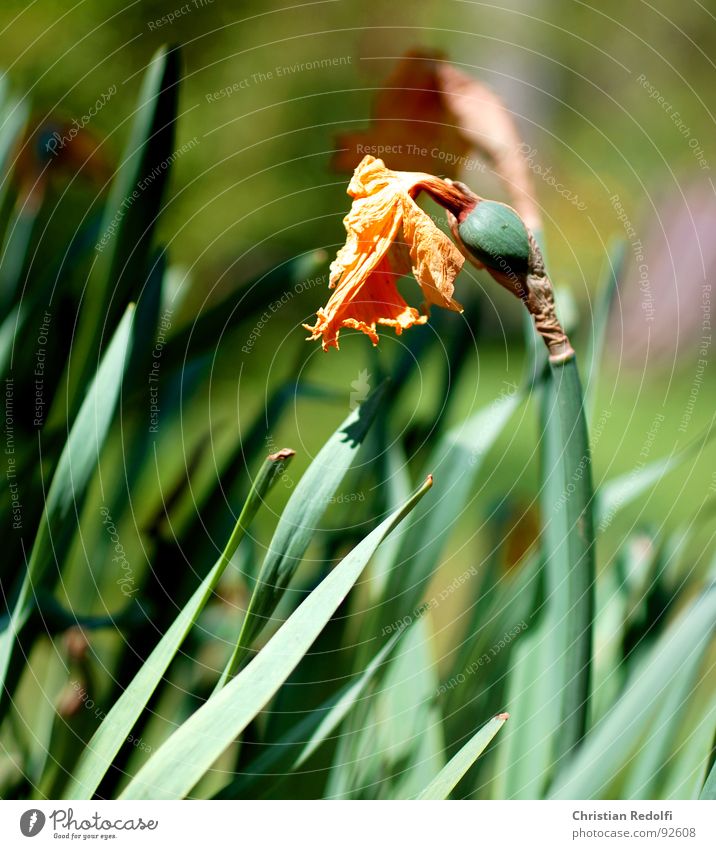 Alles ist vergänglich Narzissen Blüte Unschärfe Trauer Narzissus verblüht bläulich Stempel getrocknet Tod Schatten