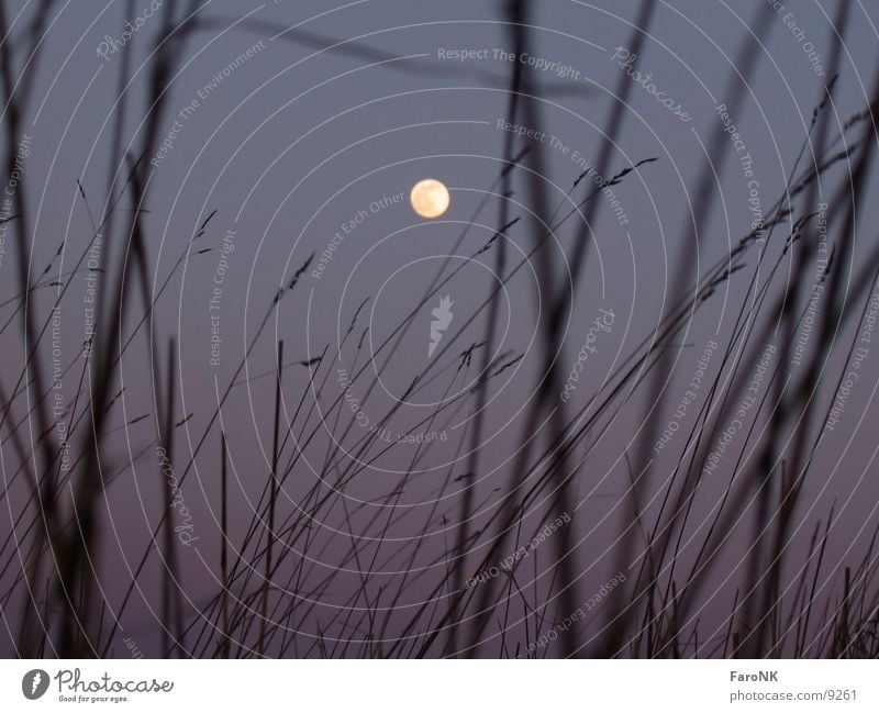 Mond Vollmond Gras Himmelskörper & Weltall