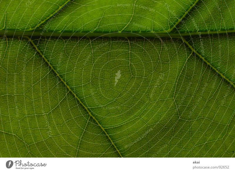 Das Blatt 9 Pflanze grün Botanik Pflanzenteile Kletterpflanzen pflanzlich Umwelt Sträucher Gegenlicht Hintergrundbild Baum nah Photosynthese reif Gefäße