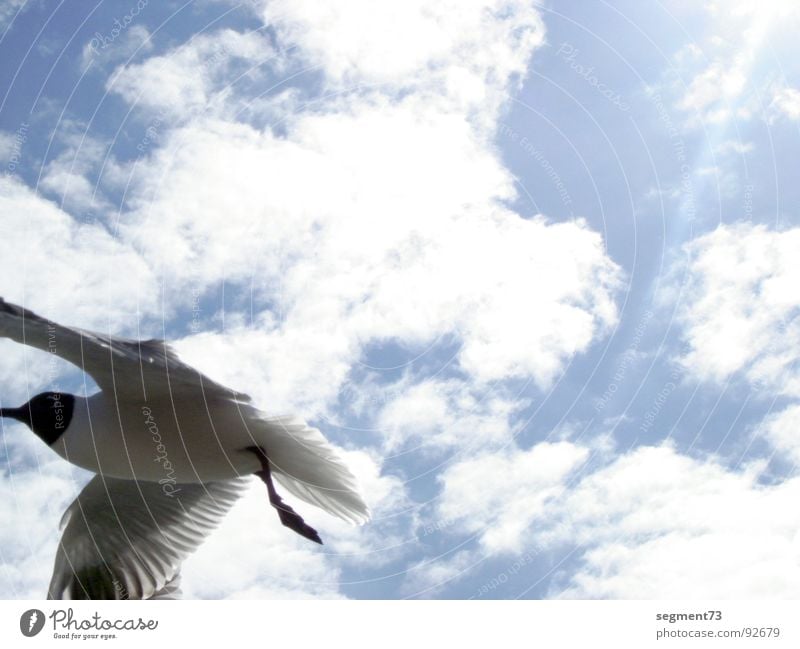 Known Flying Object Möwe Sommer Wolken Lachmöwe Vogel Feder Sonne Himmel fliegen Luftverkehr blau Flügel