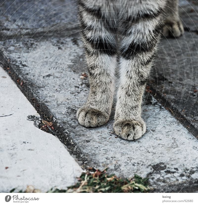 miau Katze grau Fell Pfote Tierfuß Platz Haustier Schüchternheit Säugetier Wissenschaften Vertrauen Sitzgelegenheit bei Fuß getigert Anschnitt