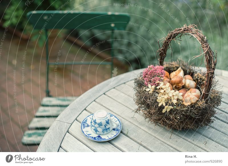 PflanzZeit [TulpenZwiebeln III] Herbst Garten verblüht authentisch Zufriedenheit Lebensfreude Beginn Vergänglichkeit Stillleben Holztisch Korb Tasse Gartenstuhl