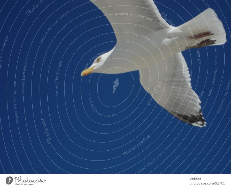 Möwe Schnabel Vogel Himmel blau Luftverkehr Flügel Feder