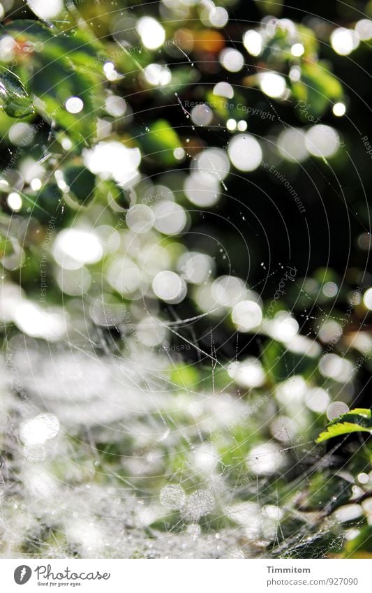 Altweibersommer. Pflanze Blatt Linie Blick ästhetisch natürlich grün schwarz weiß Gefühle Indian Summer Spinngewebe Spinnennetz Punkt dunkel Tropfen Herbst