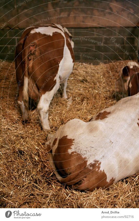 Kuhhintern Stroh Bauernhof Tier Stall Säugetier Hinterteil