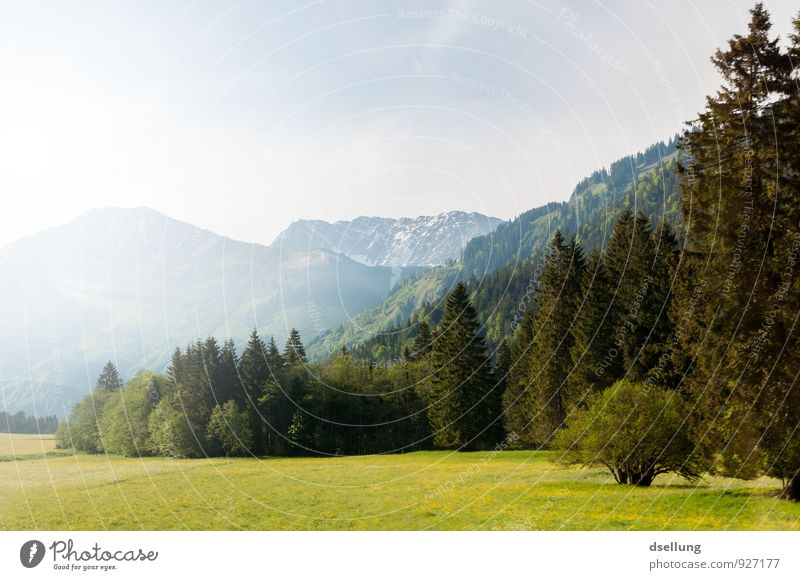 don't wake me up Umwelt Natur Landschaft Himmel Frühling Sommer Schönes Wetter Wiese Wald Felsen Alpen Berge u. Gebirge Duft authentisch fantastisch frei