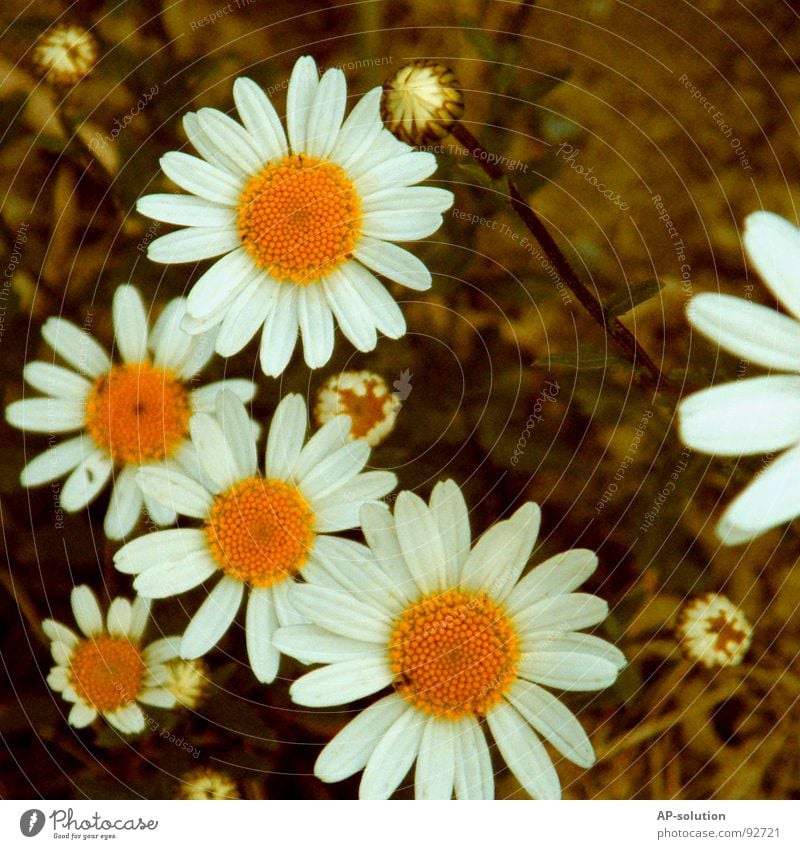 Margeriten-Familie Gänseblümchen Blumenwiese Blühend Pflanze Blüte Wachstum Makroaufnahme bestäuben Frühling Sommer grün Blumenstrauß Biene Frühlingsgefühle