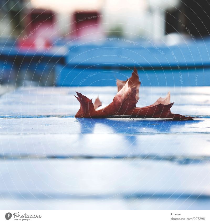 AST7 Pott | lieber drin sitzen ausgehen Biergarten Straßencafé Biertische Herbst Blatt Herbstlaub Ahornblatt Holz ästhetisch blau braun rot Durst Einsamkeit