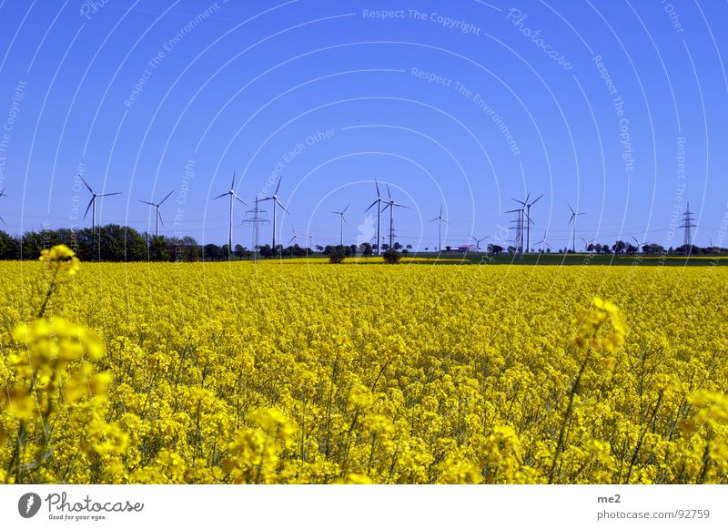 raps im mai Rapsfeld Sommer Außenaufnahme Windkraftanlage Kreis Paderborn Natur Blauer Himmel Freude Landschaft