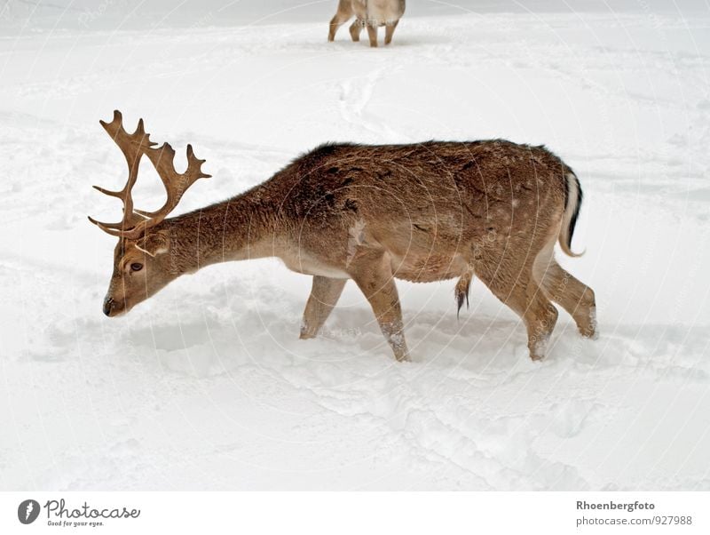 Hirsch im Winter Natur Landschaft schlechtes Wetter Eis Frost Schnee Schneefall Wald Tier Nutztier Wildtier Fell Fährte 2 Brunft Essen füttern gut schön nass