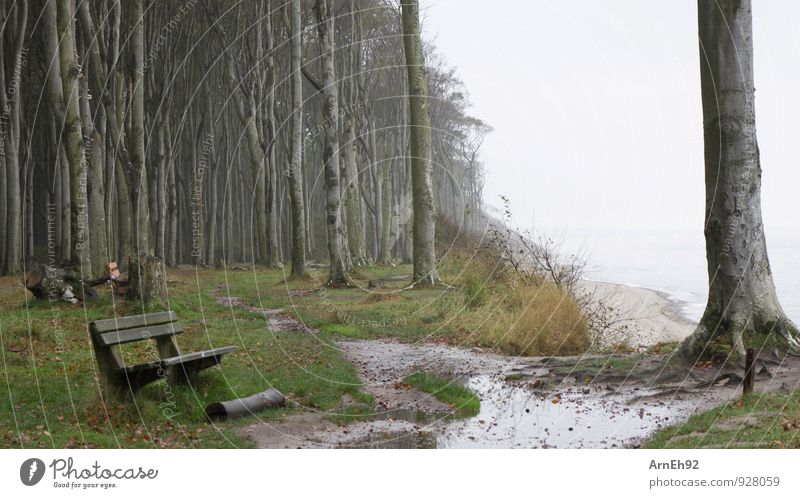 Gespensterwald Nienhagen I Natur Landschaft Pflanze Erde Wasser Himmel Wolken schlechtes Wetter Nebel Wald Küste Ostsee Steilküste dunkel Ferne gruselig kalt