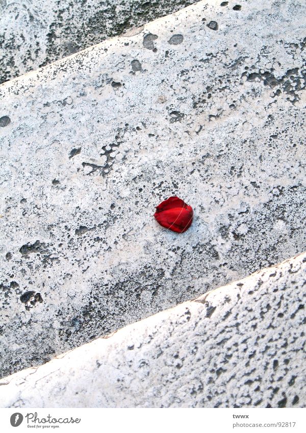 Liebe Blüte... Duft Valentinstag Rose Treppe Stein Traurigkeit trist rot Romantik Surrealismus Vergänglichkeit Hochzeitstag (Jahrestag) Blütenblatt steinig Loch