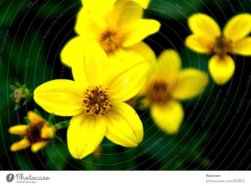 In Bloom Blume grün gelb Wiese Blüte Unschärfe Frühling Pflanze Mädchenauge Korbblütengewächs Zierpflanze Zungenblüte Garten Lampe Natur Schirmrispen