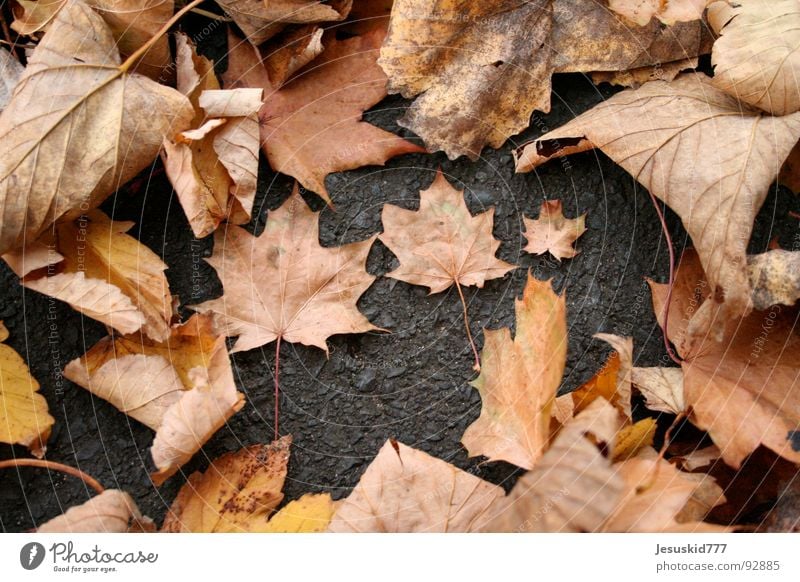 The Couple Blatt Herbst 3 Haufen klein groß gelb Platz Erde Asfalt Straße Wirrwar orange fallen liegen Anordnung