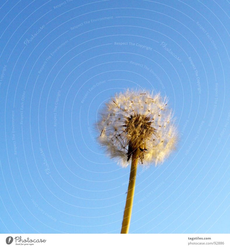 Pustekuchen Löwenzahn blasen Fallschirm hell-blau Luft Sommer Samen Himmel tagstiles