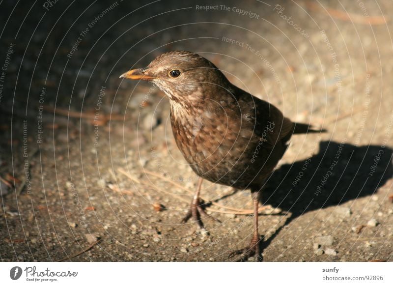 Wo ist mein Wurm Amsel Vogel Suche Appetit & Hunger Waldboden dunkel Kontrast Natur