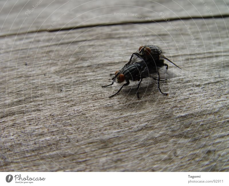 Huckepack Fortpflanzung Insekt schwarz Holz Baum Tier Nachkommen klein winzig Gefühle Fliege Fleigen fliegen Biene Copulation Flügel Insekte Beziehnung