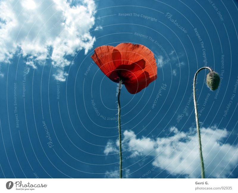 d o s Blume Blüte Pflanze Klatschmohn Mohn rot Mohnblüte Mohnkapsel Sommer sommerlich zart Stimmung Blühend grün Stengel stachelig dünn Mangel 2 mehrfarbig