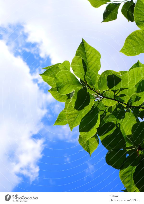 Summertime? Blatt springen Frühling Natur Baum Himmel Wolken grün Sommer Physik mehrere Pflanze Photosynthese frisch Botanik Pflanzenteile pflanzlich Sträucher