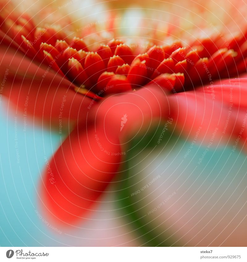 rot I Pflanze Blume Blüte Gerbera nah weich blau grün Blütenblatt Farbfoto Studioaufnahme Makroaufnahme Menschenleer Unschärfe Schwache Tiefenschärfe