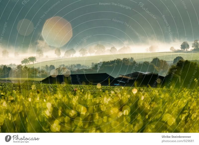 Nebelwallen 6 Umwelt Natur Landschaft Pflanze Luft Wasser Wassertropfen Herbst Schönes Wetter Baum Gras Sträucher Feld Wald Haus Bauernhof glänzend leuchten