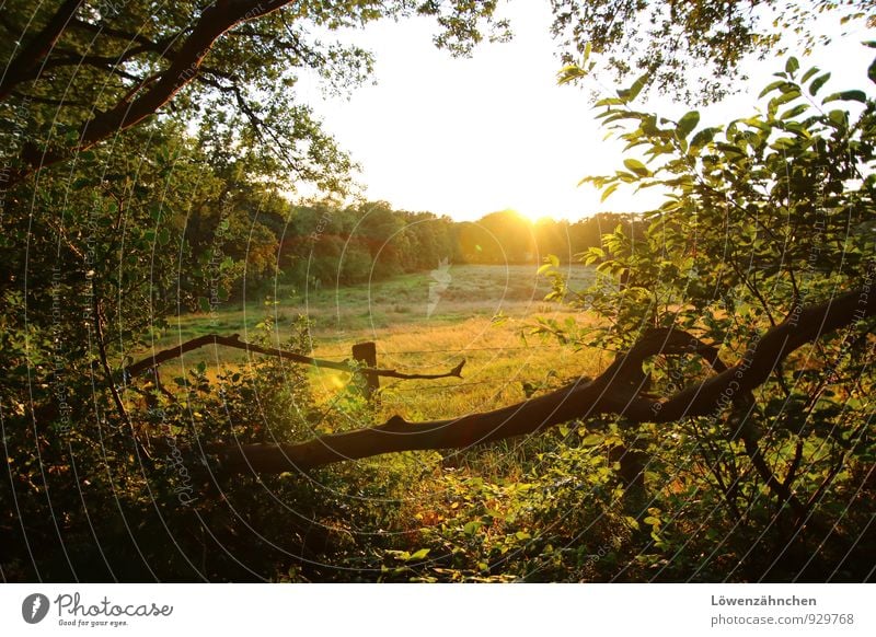 Weideglück Natur Landschaft Pflanze Baum Gras Sträucher Wald Zaunpfahl Weidezaun hell natürlich gelb grün schwarz weiß Stimmung Warmherzigkeit Romantik schön