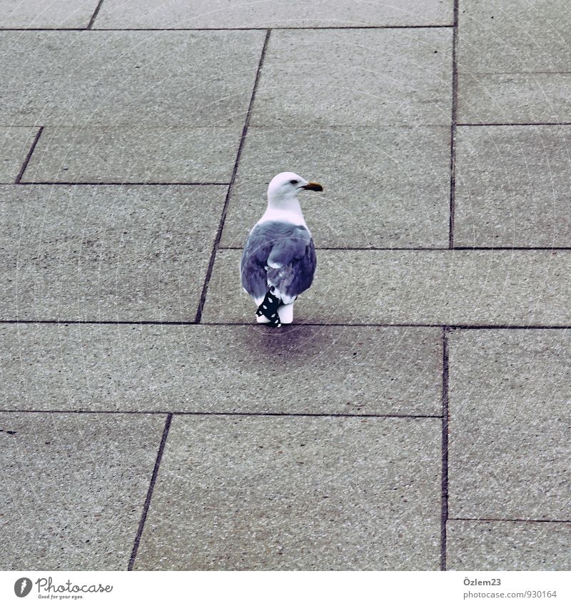 folge mir unauffällig Tier Vogel Taube 1 Beton alt ästhetisch Coolness grau Treue klug gefährlich verstört Schüchternheit Senior Angst Entschlossenheit Erholung