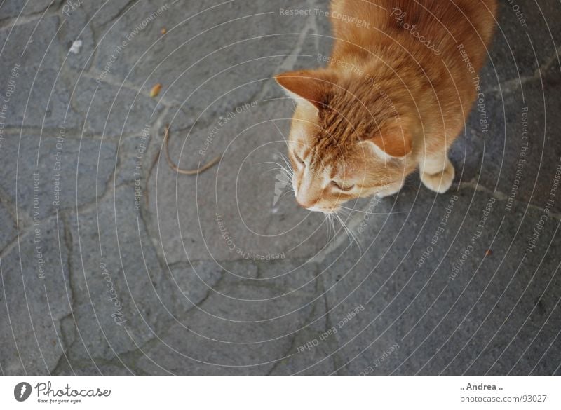 Red Tiger Ohr Katze Stein rot Steinboden Schnurrhaar Säugetier cat rote katze red getigert nikon d80 Farbfoto