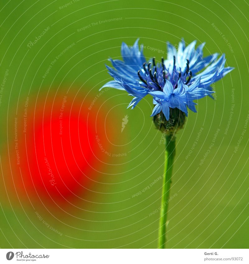 rotpunkt Blüte Pflanze Kornblume Lichtstimmung hell grün Blume Flockenblume Korbblütengewächs Heilpflanzen Mohn Mohnblüte Farbfleck erleuchten Sommer Farbe