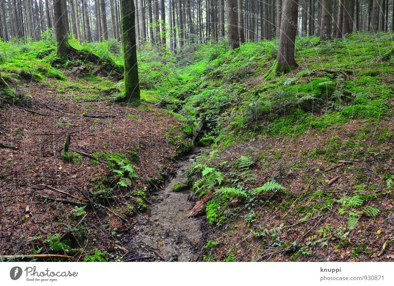 Wald Umwelt Natur Landschaft Pflanze Erde Wasser Sonnenlicht Herbst Klima Klimawandel Schönes Wetter Baum Farn Blatt Grünpflanze Wildpflanze Urwald