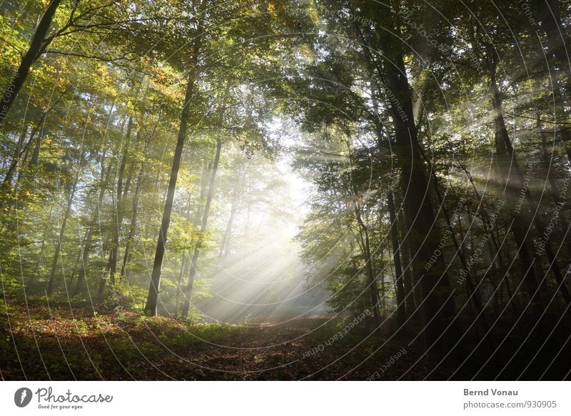 Lichtblick schön Sonne wandern Natur Herbst Wärme Baum Wald Wege & Pfade stark Stimmung Strahlung strahlenförmig intensiv Herbstlaub Spaziergang Spazierweg