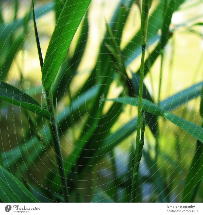 Bamboo Garden Garten Umwelt Natur Pflanze Wasser Frühling Gras Bambus Bambushalm Park Urwald Wachstum saftig grün Japan China Asien Halm Schilfrohr verzweigt