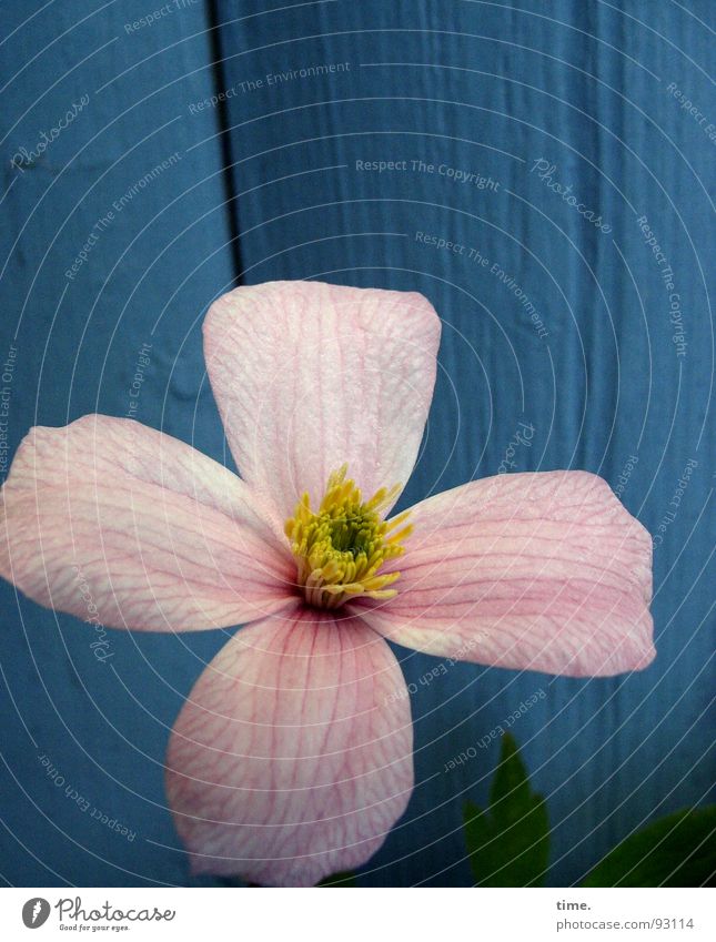 Propellerblume, sagt Lukas Farbfoto Gedeckte Farben Außenaufnahme Dämmerung Garten Pflanze Frühling Blume Blüte Holz blau gelb grün rosa Wachsamkeit Wand zart