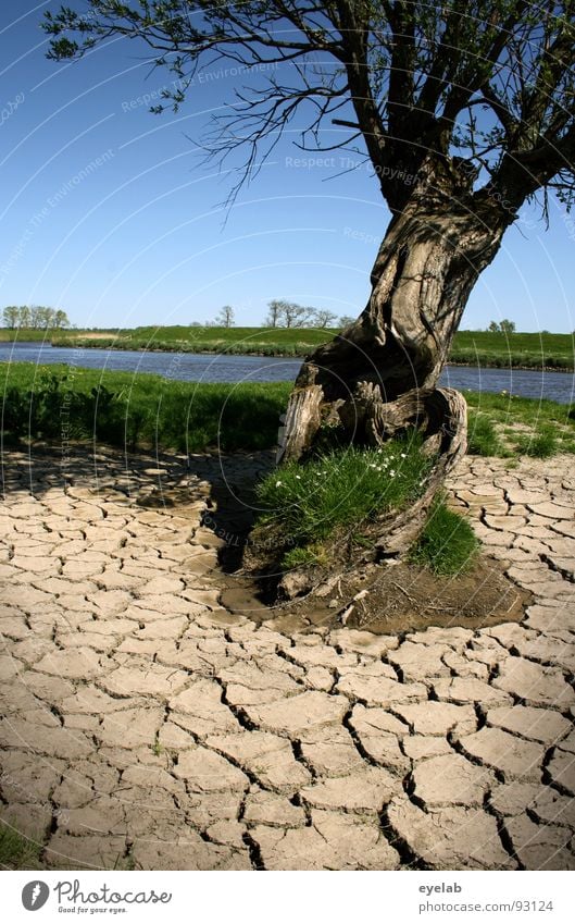 Klima als solches ist noch keine Katastrophe Baum dehydrieren Ödland Holz Ebene Schönes Wetter Gras Ebbe Flußbett Frühling kalt feucht Dürre Feld