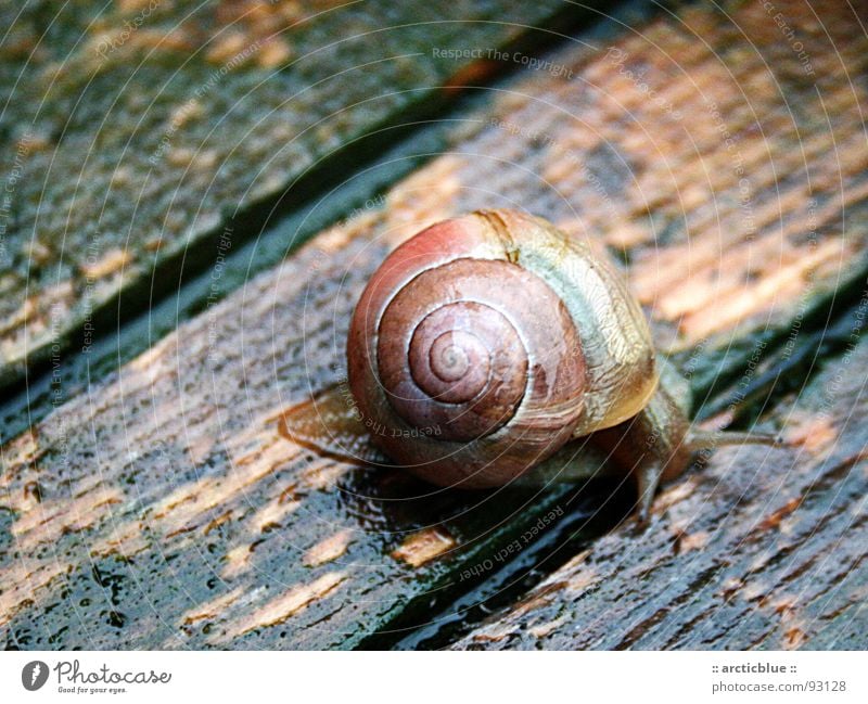 Existenz am Abgrund Wäldchen nass Holz Splitter mehrfarbig schillernd langsam Glätte Algen Streifen Am Rand Schneckenhaus Haus Landlungenschnecke schleimig