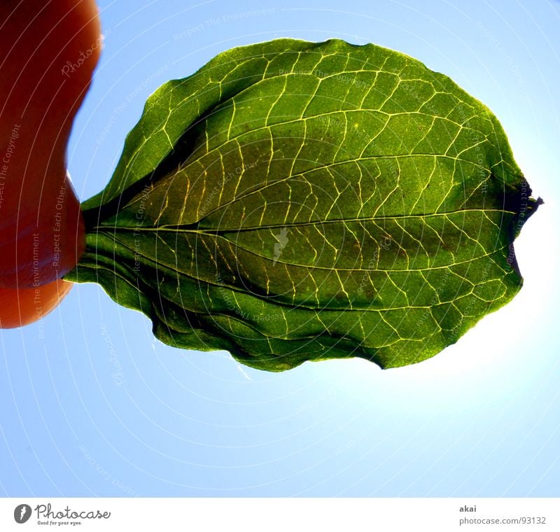 Das Blatt 11 Pflanze grün Botanik Pflanzenteile Kletterpflanzen pflanzlich Umwelt Sträucher Gegenlicht Hintergrundbild Baum nah Licht Photosynthese Gefäße