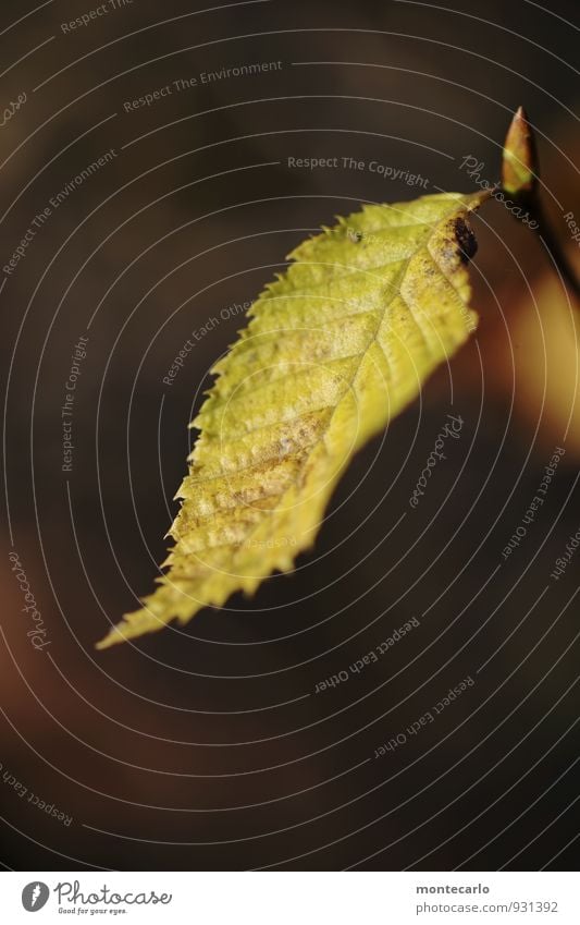 Entfaltungsmöglichkeiten | jung und alt Umwelt Natur Pflanze Herbst Blatt Grünpflanze Wildpflanze Blütenknospen dünn authentisch einfach frisch Zusammensein