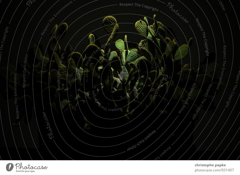 Nightmare on Cactus Street Pflanze Kaktus Wildpflanze exotisch Wachstum bedrohlich dunkel gruselig stachelig Angst bizarr Sträucher bewachsen Surrealismus