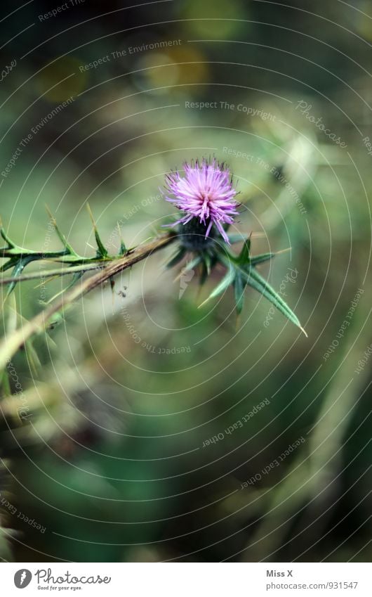 Distel Umwelt Natur Blume Blatt Blüte Blühend Spitze stachelig violett Distelblüte Distelblatt Farbfoto mehrfarbig Außenaufnahme Nahaufnahme Detailaufnahme