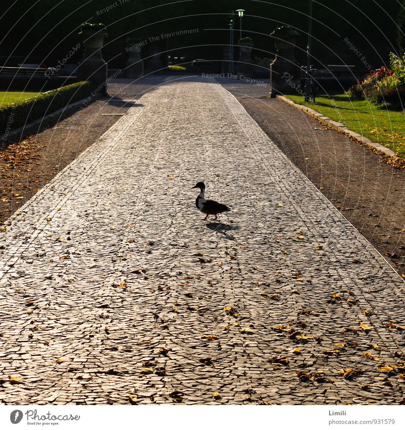 Entenquerung Herbst Schönes Wetter Blatt Teich Hannover Park Garten Straße Tier Wildtier Vogel Bewegung gehen laufen stehen wandern warten einfach