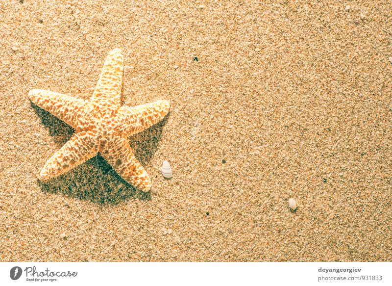 Sonnenaufgang am Strand schön Erholung Freizeit & Hobby Ferien & Urlaub & Reisen Tourismus Sommer Meer Natur Sand Himmel Küste blau Idylle Seestern Stern Wasser