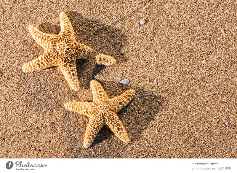 Sonnenaufgang am Strand schön Erholung Freizeit & Hobby Ferien & Urlaub & Reisen Tourismus Sommer Meer Natur Sand Himmel Küste blau Idylle Seestern Stern Wasser