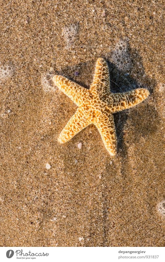 Sonnenaufgang am Strand schön Erholung Freizeit & Hobby Ferien & Urlaub & Reisen Tourismus Sommer Meer Natur Sand Himmel Küste blau Idylle Seestern Stern Wasser