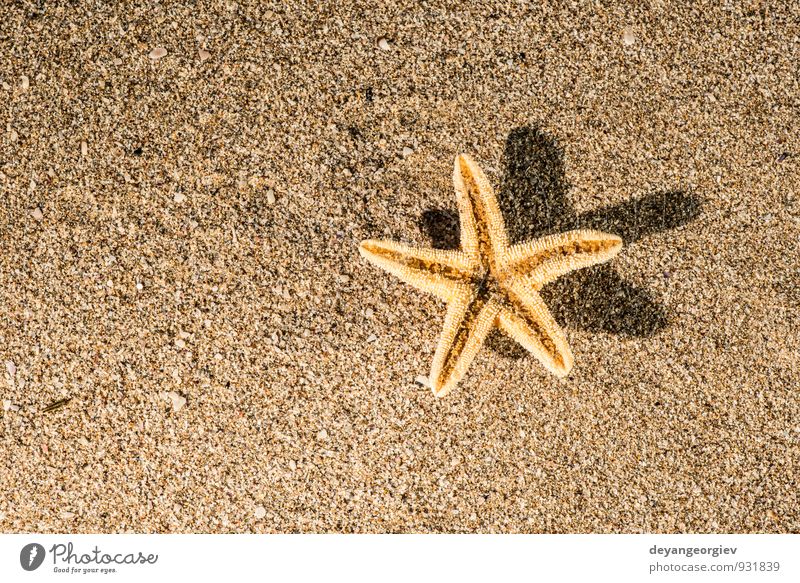 Sonnenaufgang am Strand schön Erholung Freizeit & Hobby Ferien & Urlaub & Reisen Tourismus Sommer Meer Natur Sand Himmel Küste blau Idylle Seestern Stern Wasser