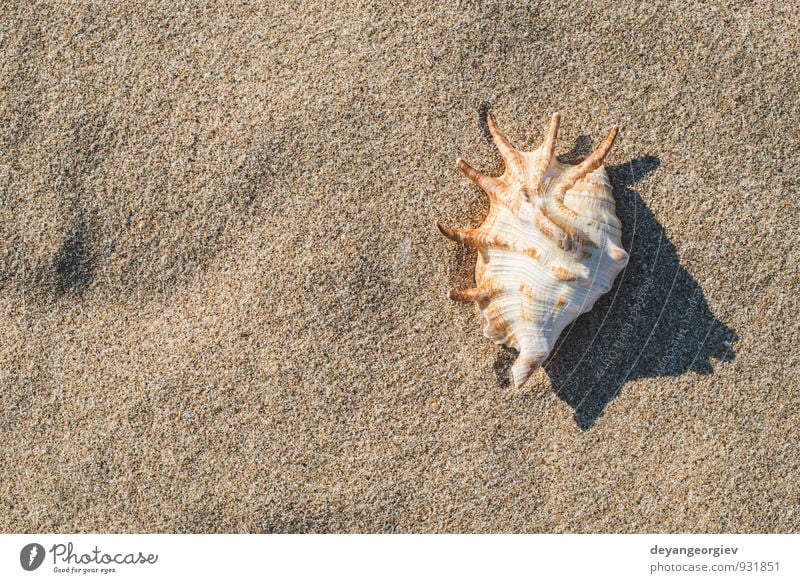 Muscheln am Strand exotisch Erholung Ferien & Urlaub & Reisen Tourismus Sommer Sonne Meer Wellen Natur Landschaft Sand Himmel Küste blau weiß Idylle Panzer